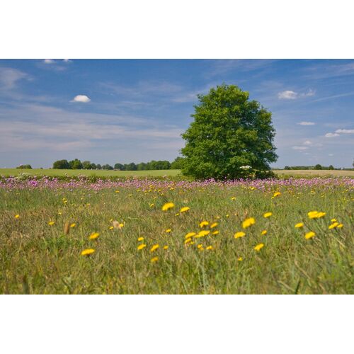 Blütenreiche Magerrasen sind ein Schlaraffenland für Insekten und eine Augenweide für uns Menschen.Foto: Udo Steinhäuser