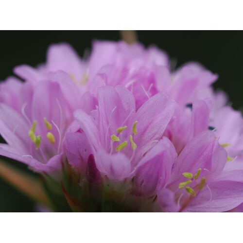 Der 2cm breite, kugelförmige Blütenstand der Grasnelke umfasst mehrere dicht gedrängte, fünfzählige rosa- bis purpurfarbene Blüten 