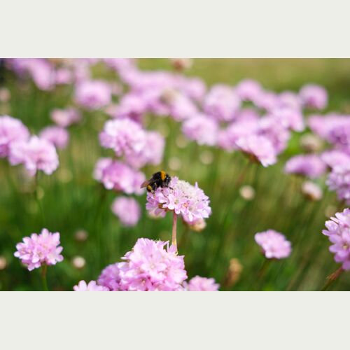 Wie ein rosafarbener Flor schweben die Blüten der Grasnelke über mageren Wiesen, auch Wildbienen wie die Erdhummel finden hier Nahrung.