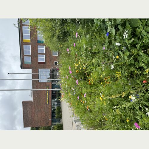 Beim Projekt -Gemeinsam ackern- der zweiten Klasse wurde eine Wildblumenwiese angelegt. ©Brüder Grimm Schule
