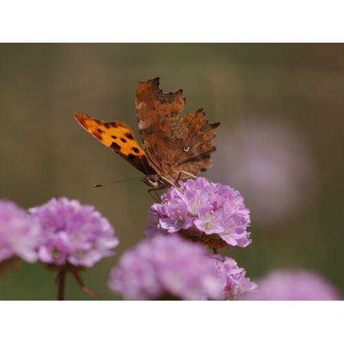 C-Falter (Polygonia c-album)