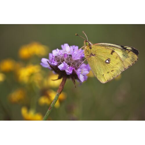 Goldene Acht (Colias hyale)