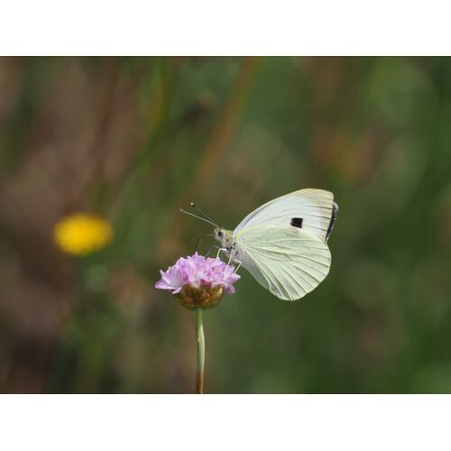 Großer Kohlweißling (Pieris brassicae)