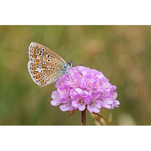 Hauhechel-Bläuling (Polyommatus icarus)