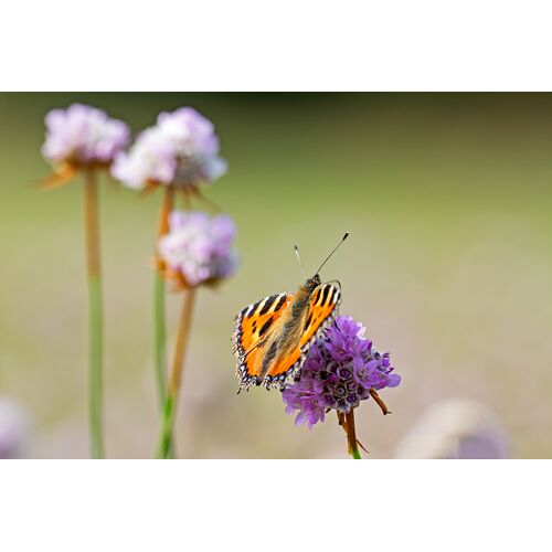 Kleiner Fuchs (Aglais urticae)