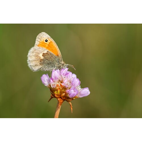 Kleines Wiesenvögelchen (Coenonympha pamphilus) 