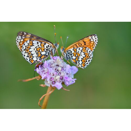 Wegerich- Scheckenfalter (Melitaea cinxia)