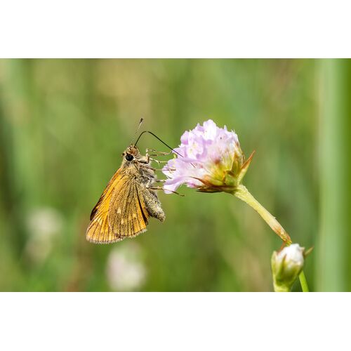 Rostfarbiger Dickkopffalter (Ochlodes sylvanus)