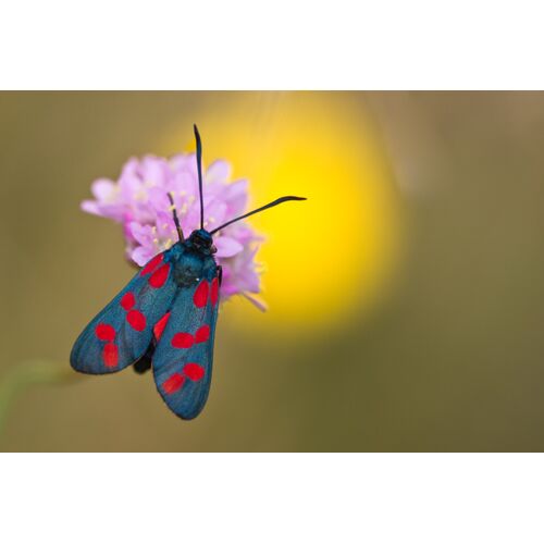 Sechsfleck- Widderchen (Zygaena filipendulae)