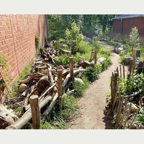 Das Wilhelm Gymnasium baut seinen Schulhof um: Statt Asphalt Wohnmöglichkeiten für Insekten