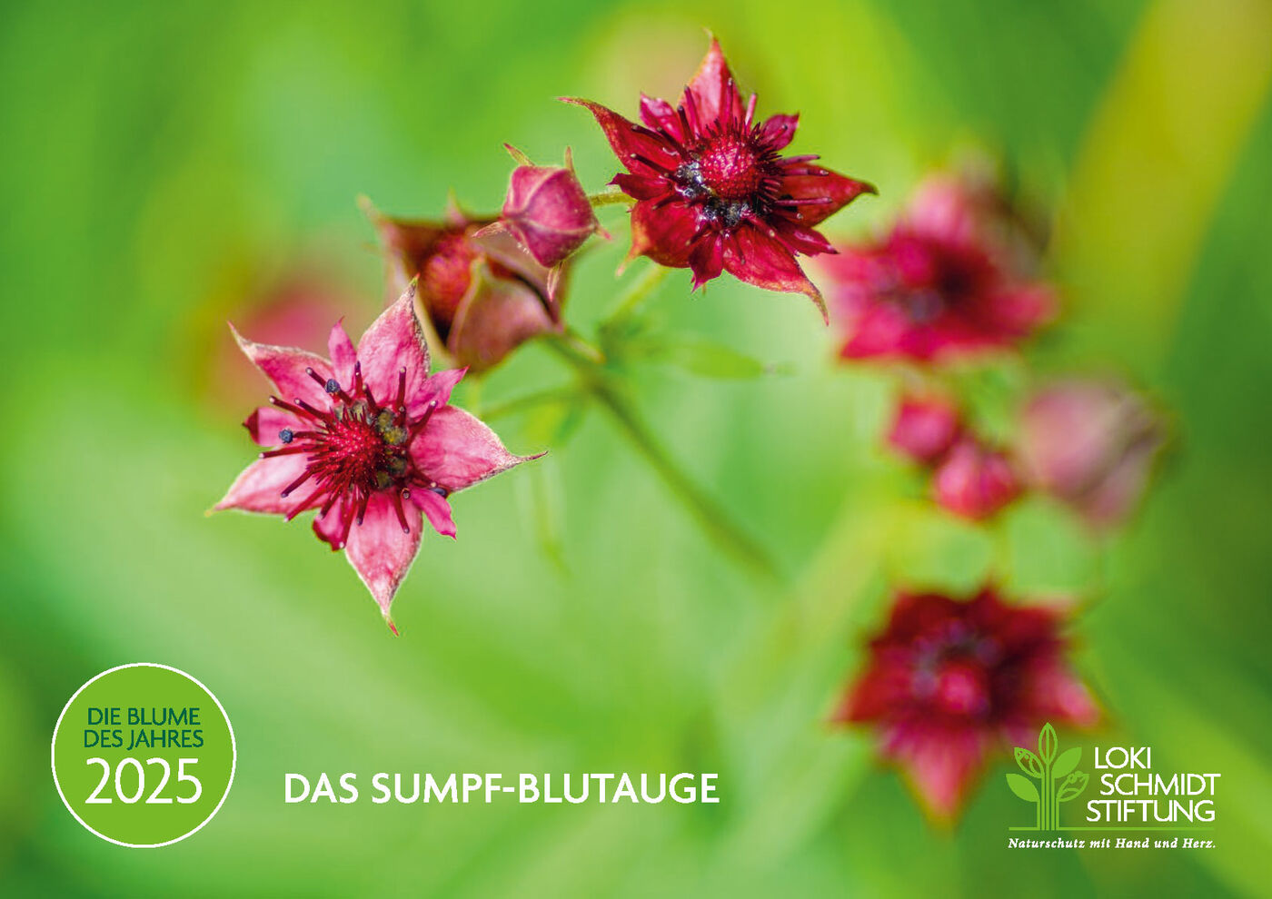 Loki Schmidt Stiftung Blume des Jahres 2025 Das SumpfBlutauge