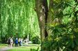 Baumkundliche Führung über den Ohlsdorfer Friedhof - Foto: Linus Koch