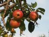 Aromatische alte Apfelsorten