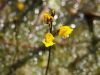 Wasserschlauch (Utricularia indet.)