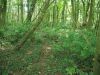 Kleiner Wald mit Birken, Rotbuchen und Ahorn