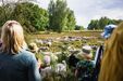 Schafbeweidung in der Boberger Niederung - Foto: Linus Koch