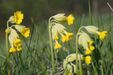 Wiesen-Schlüsselblume