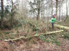 Arbeitseinsatz auf einer Stiftungsfläche in Hamburg-Niendorf: Nach Baumfällarbeiten gibt es viel wegzuräumen…