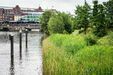 Extrem verdichtet - und doch findet Natur ihre Nischen in der Stadt (Foto: Linus Koch)