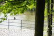 Wie leben Spatzen, Tauben, Krähen und Mauersegler in der Stadt? Foto: Linus Koch