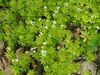 Waldmeister