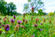 Kleine Braunelle (Foto: Julian Denstorf)