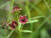 Als Blume des Jahres 2025 ist das Sumpf-Blutauge Botschafterin für den Arten- und Klimaschutz © Cyrille Claudel
